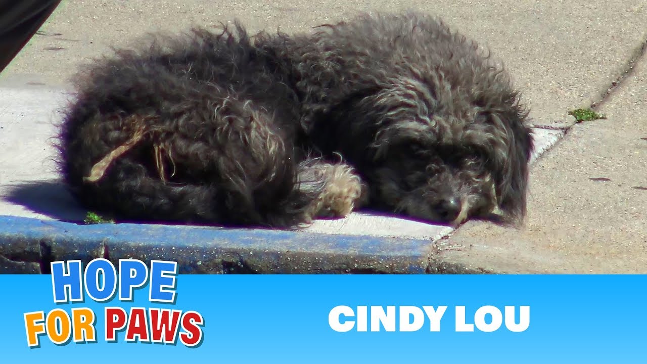 Sad and lonely abandoned dog was looking for someone she could trust. #terrier