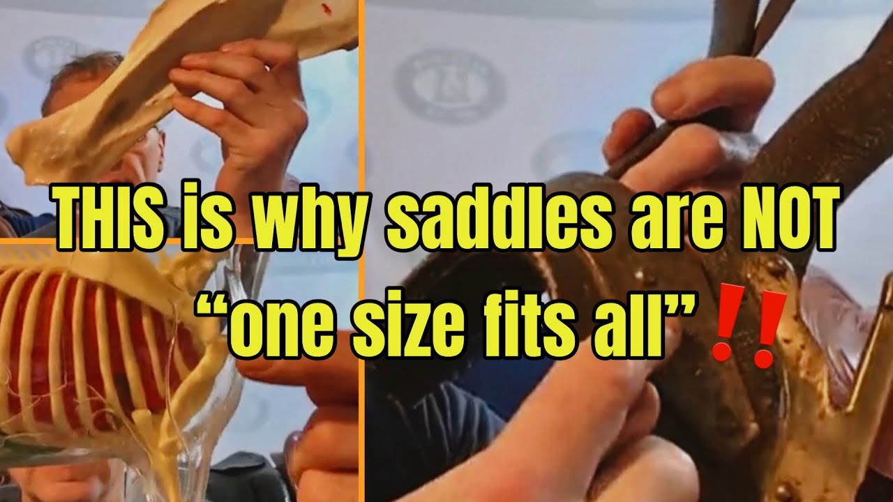 “Can one saddle last the duration of my horses life?”-this probaly isnt the answer you’re hoping for