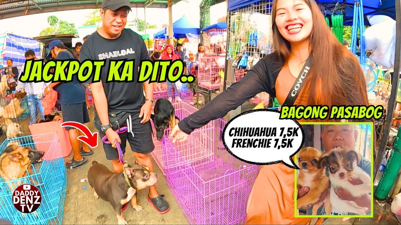 AMBULL ASTIG NA AFFORDABLE PA.. / FEB. 8 @GROTTO PETS & LIVESTOCK MARKET
