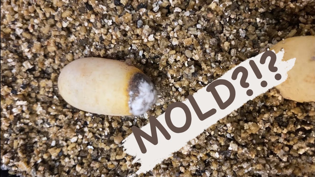 How to Treat Lizard Eggs with Mold