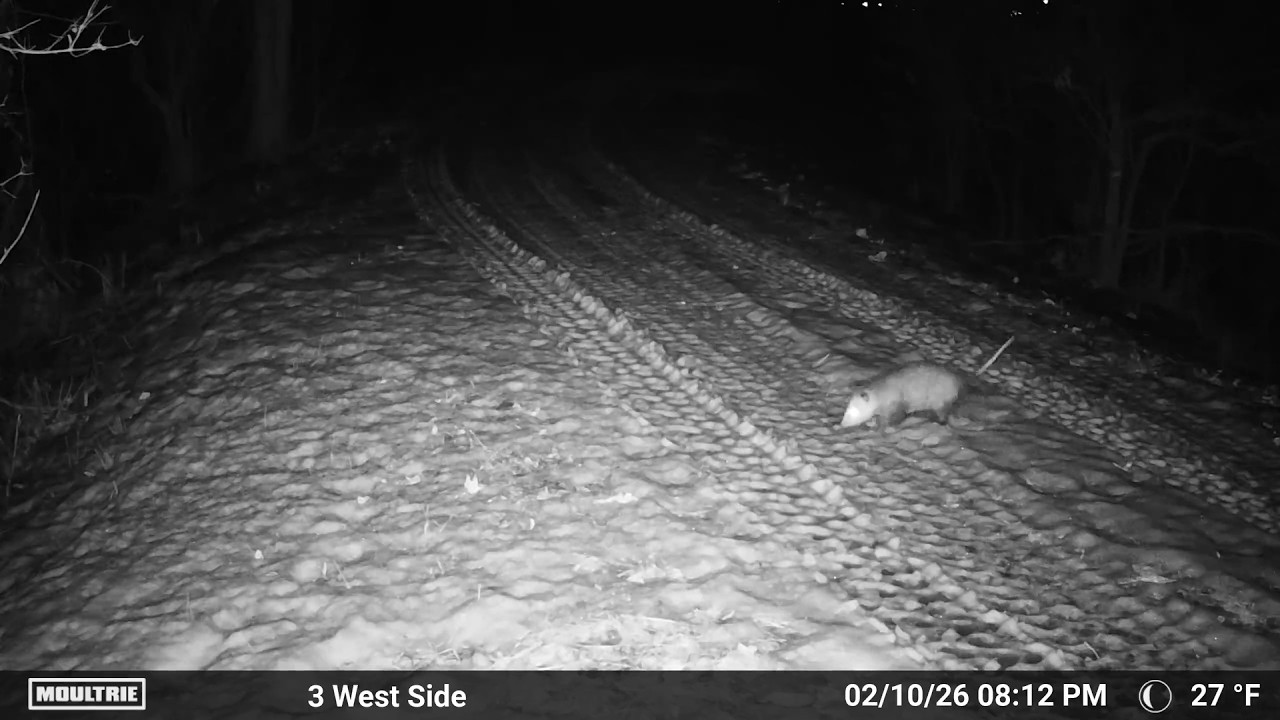 Trail Cameras February 7 to February 13, 2026