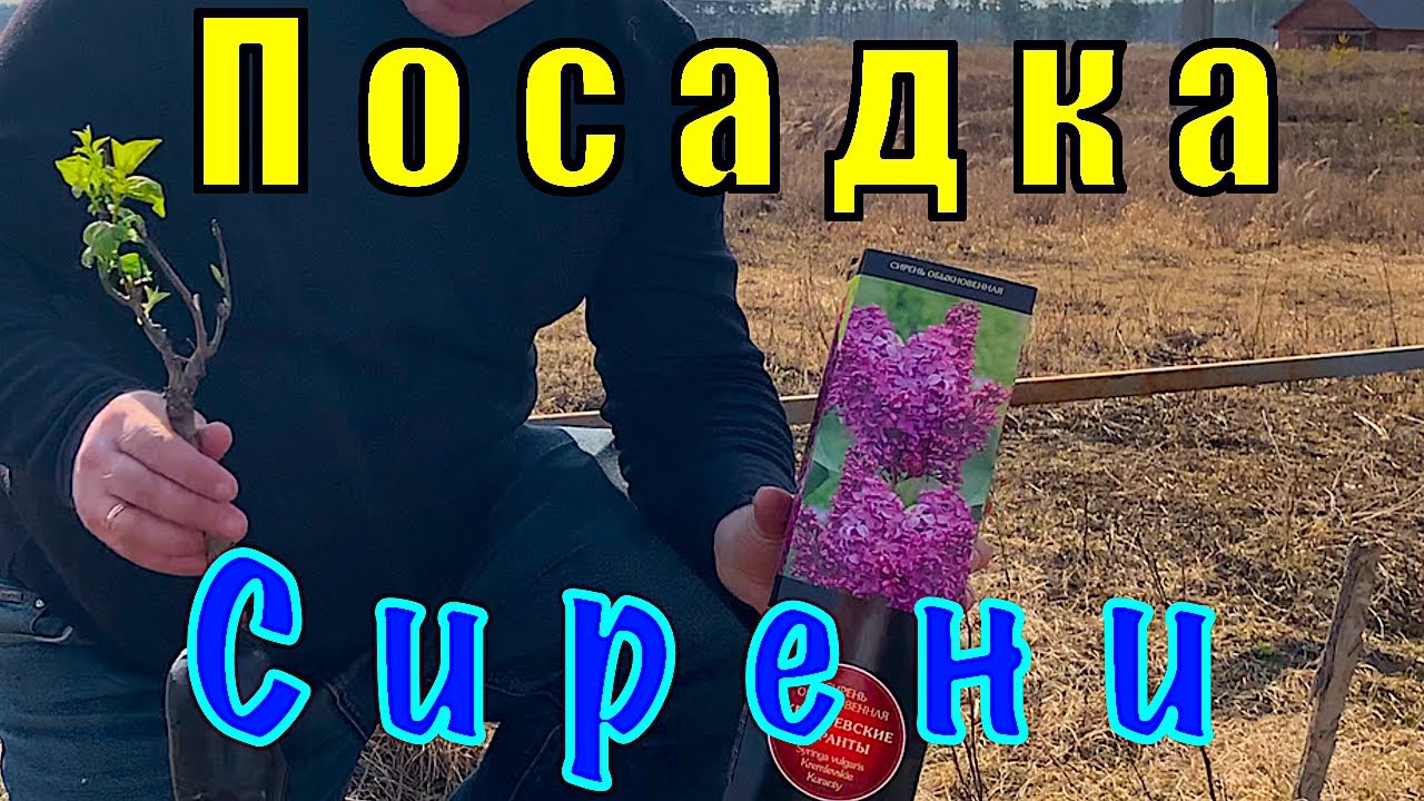 Весенняя Посадка Сирени - Личный Опыт.