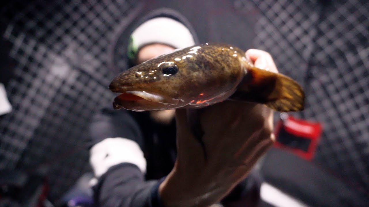 Ice Fishing for First Burbot - Unexpected BIG Walleye Action!