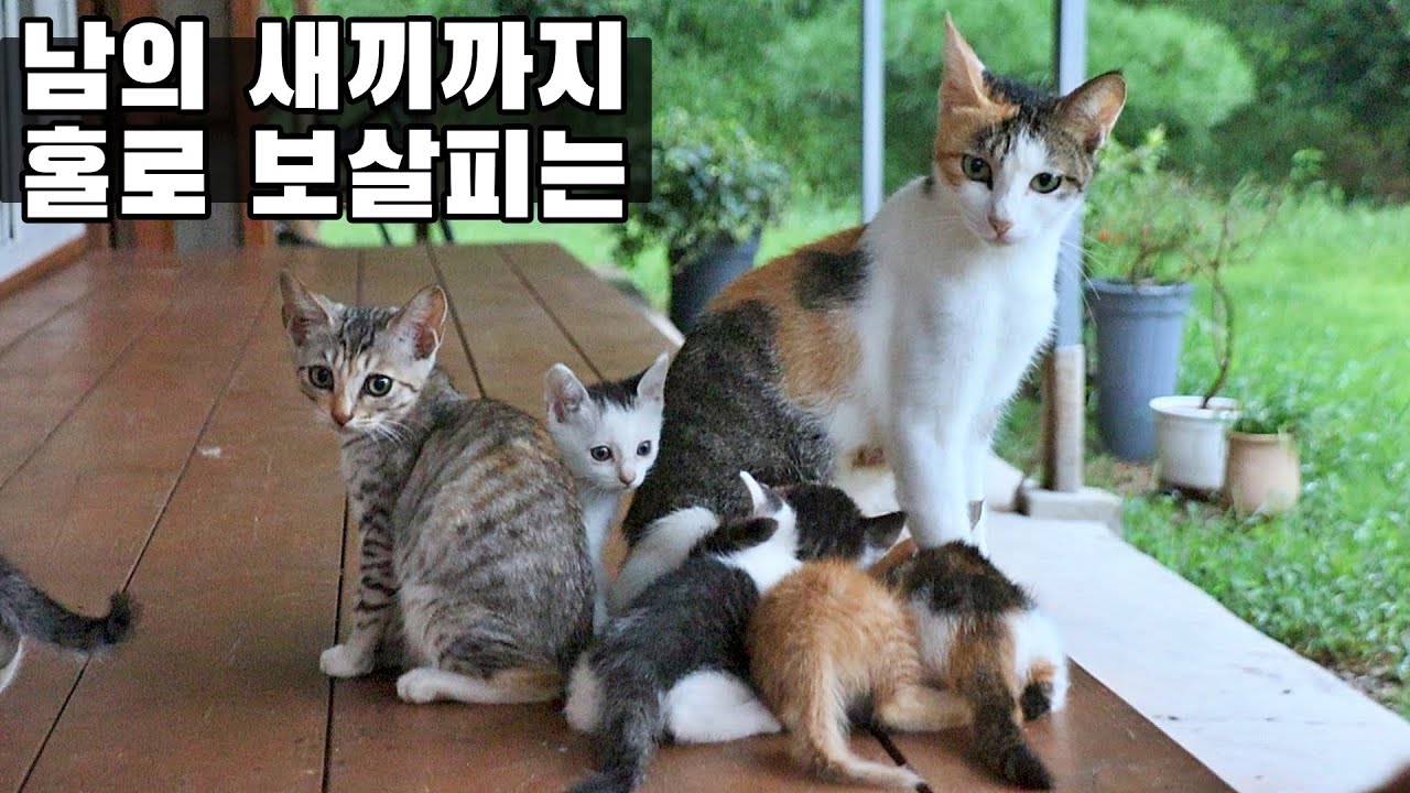 제 어미가 없으니 남의 어미한테 동냥하는 새끼 길냥이들