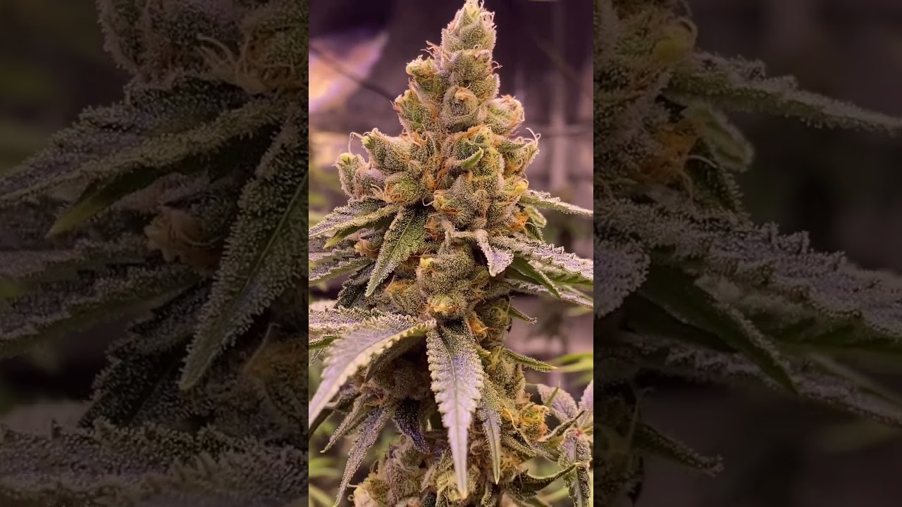 Slim series Lights Grow big buds