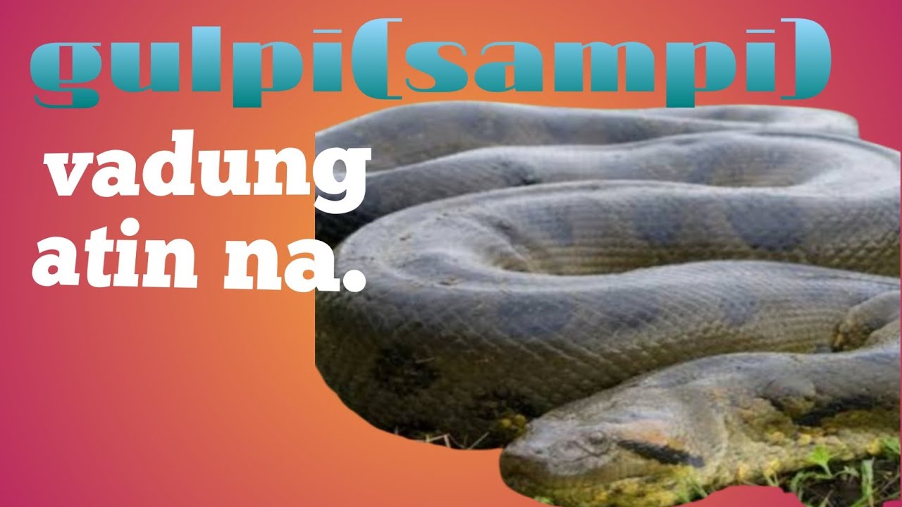 GULPI🐍vadung twi atin na kagavet nao