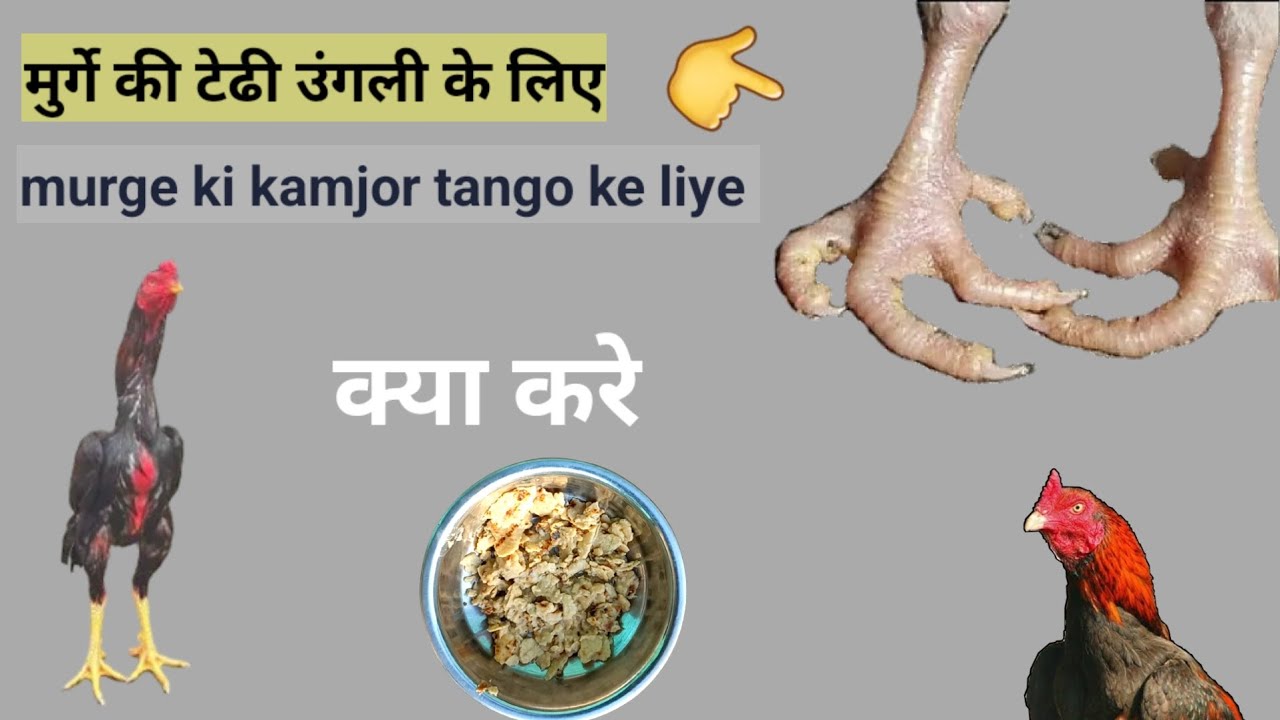 मुर्गे की उंगली को सीधी करने का तरीका, murge ki tedi ungli ko thik karne ka tarika || #legtreatment