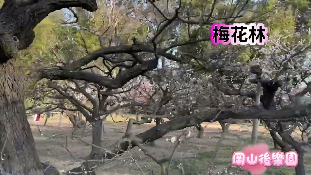  岡山後樂園#日本三大名園之一#本州江戶庭院#2026.2.21