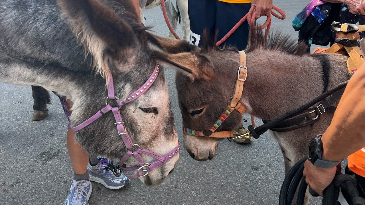 Burro Race 2024 Leadville, CO