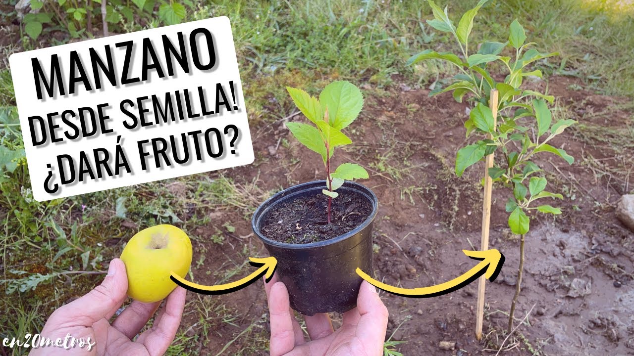 Cultiva TU MANZANO desde semilla: CÓMO PLANTAR árbol de MANZANAS en jardín o maceta || en20metros