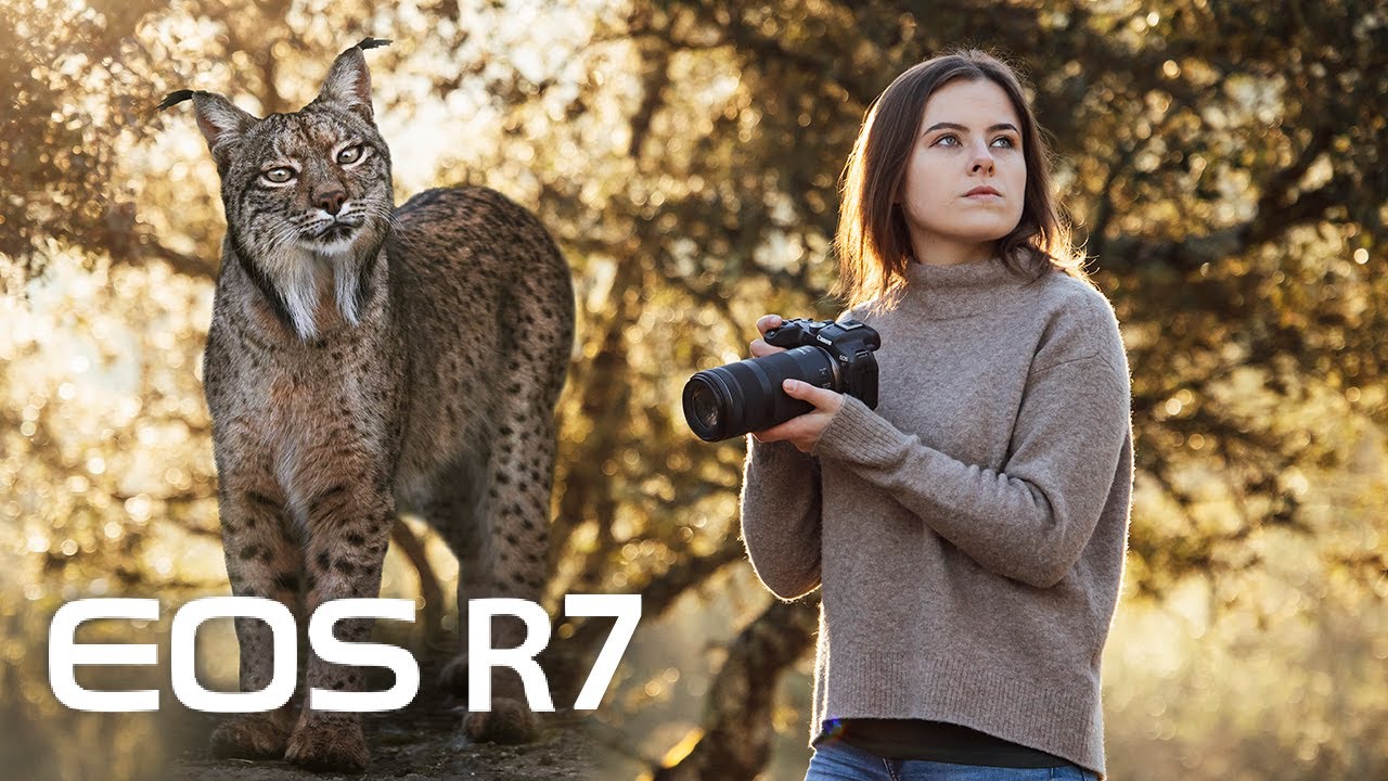 МЕЧТА СБЫЛАСЬ! Фотографирую пиренейскую рысь на Canon EOS R7