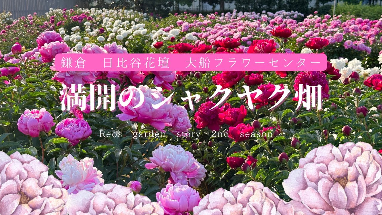 【鎌倉✿日比谷花壇 大船フラワーセンター】芍薬with隣のお姉さん ～Reos garden story 2nd season～