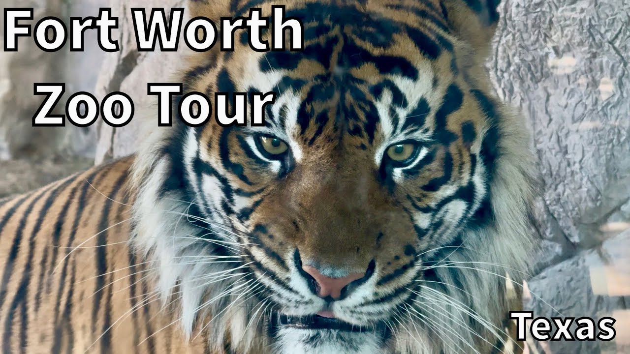 Tour of the Fort Worth Zoo - Fort Worth, Texas - USA