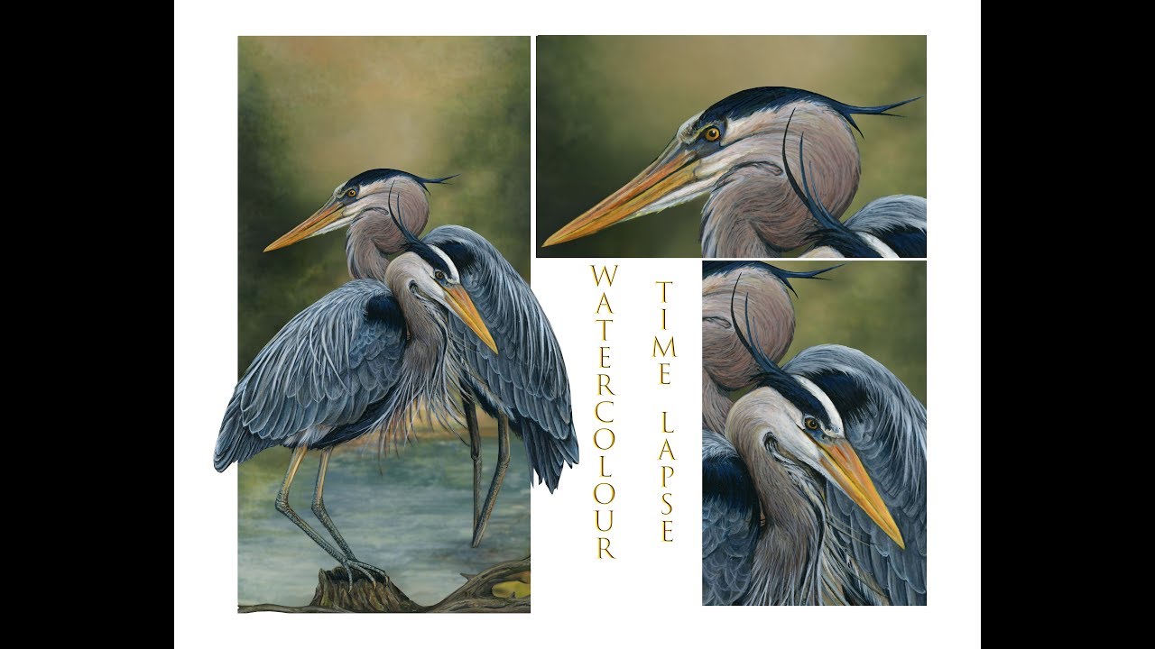 Watercolour Heron Time Lapse Painting, How to paint a bird