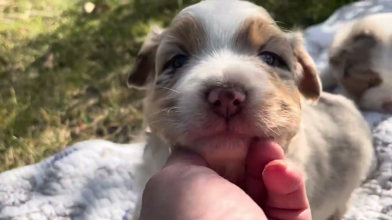 High Desert Aussies Quinn and Galaxy litter