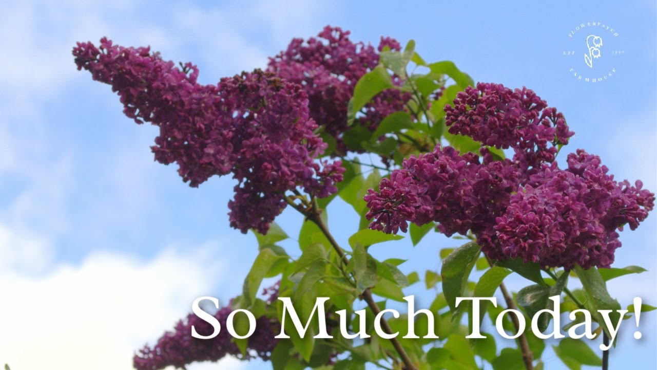 Dollar Store flop, Delphinium Seed Update and Lilacs from Suckers!