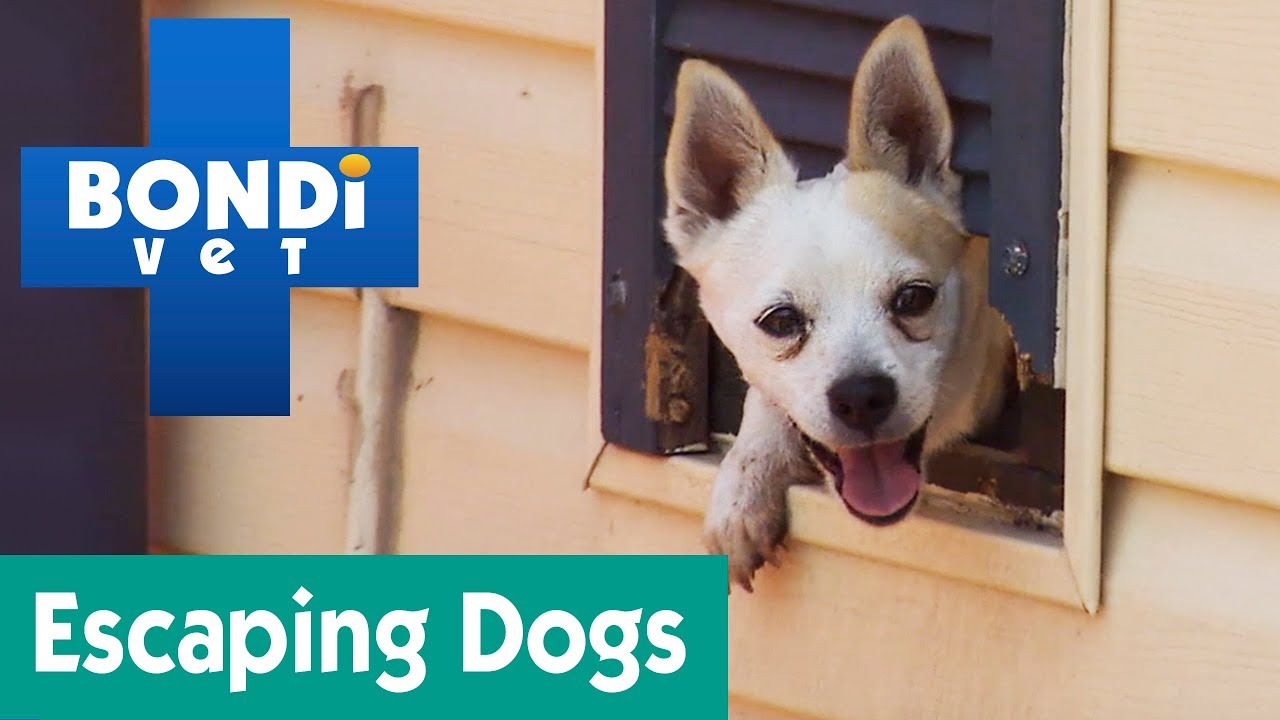 How To Stop My Dog From Escaping The Yard? | Ask Bondi Vet