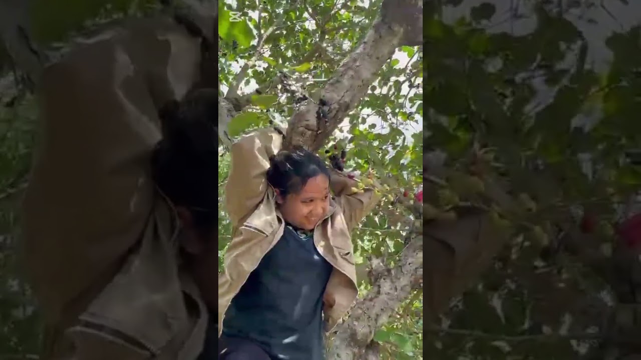 FREE IN PROVINCE  LUMBOY or DUHAT // JAVA PLUM