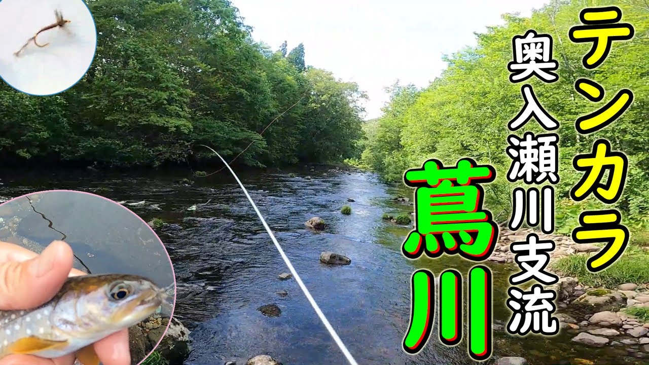 【渓流釣り】夕まずめにイワナ爆釣！青森・奥入瀬（渓流）川支流　蔦川でテンカラ釣り。