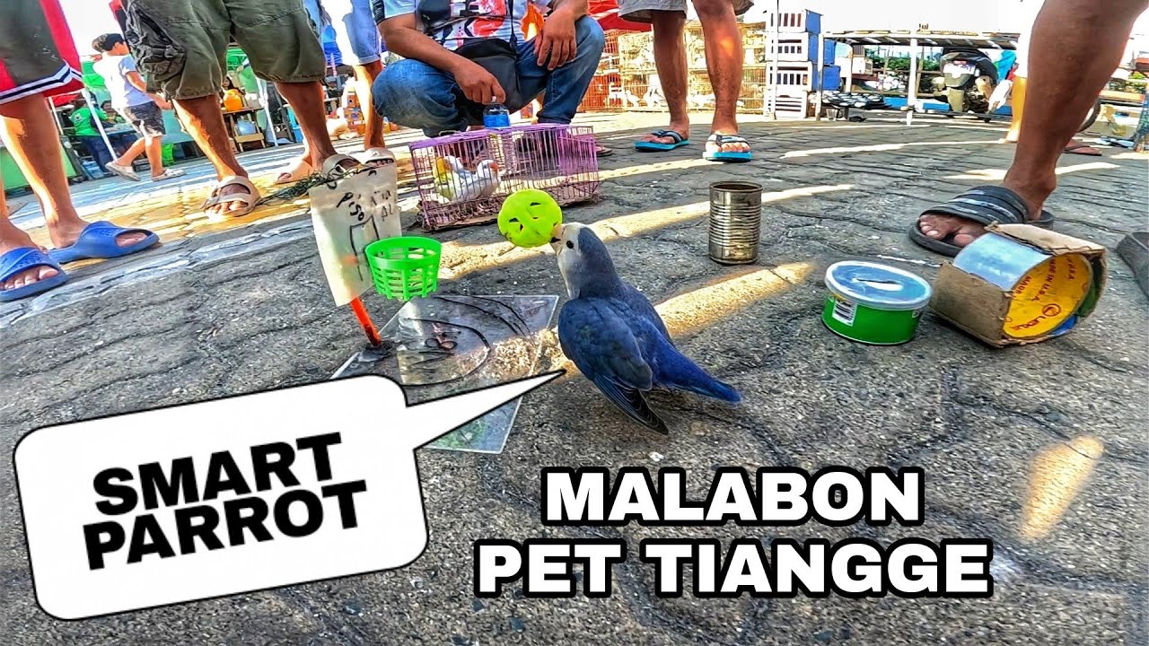 EKSENA SA MALABON APRIL 12, 2025 | PET TIANGGE
