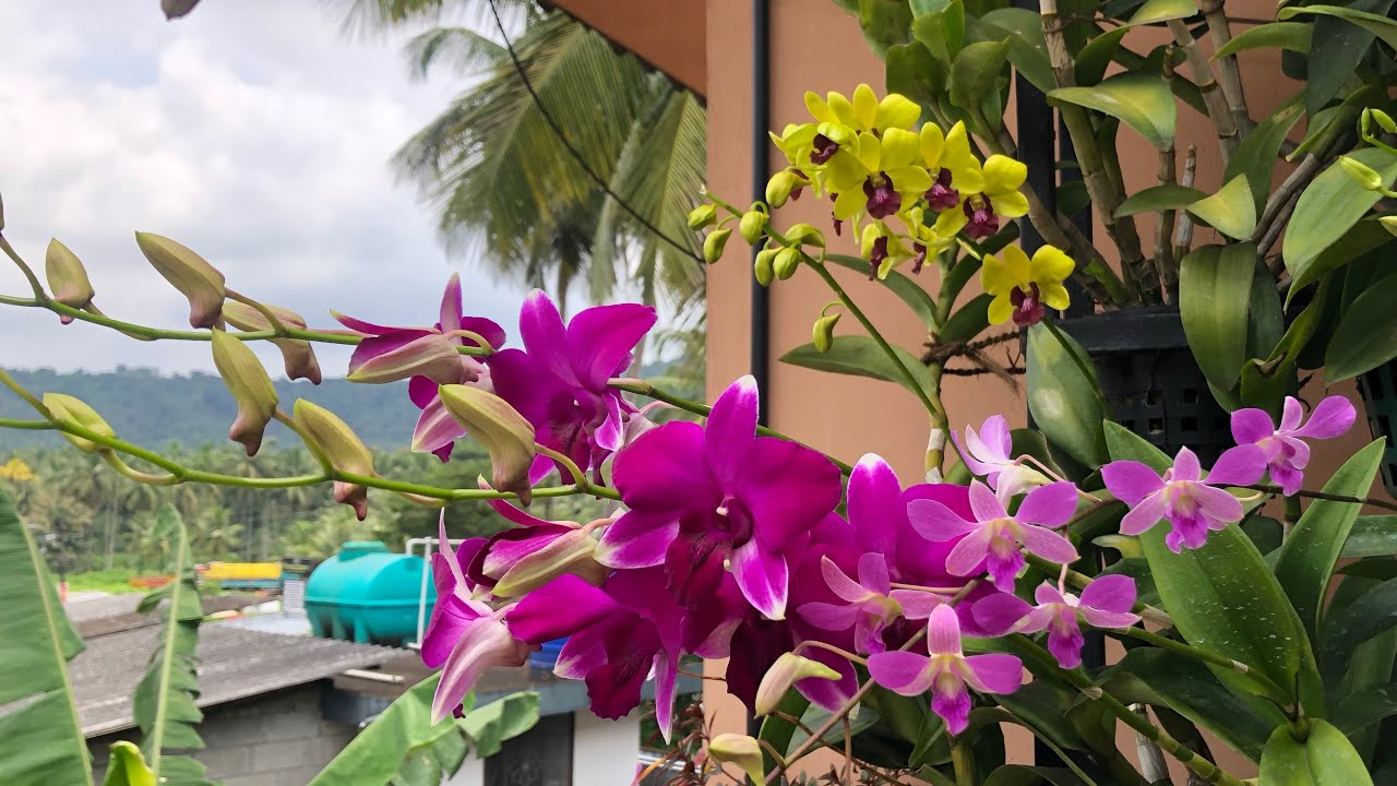 ഇതു വരെ പൂകാത orchid പോലുംഈ വളം കൊടുതാല് പൂതുലയും ❤️❤️❤️🌹🌹🌹 thadathil vlog