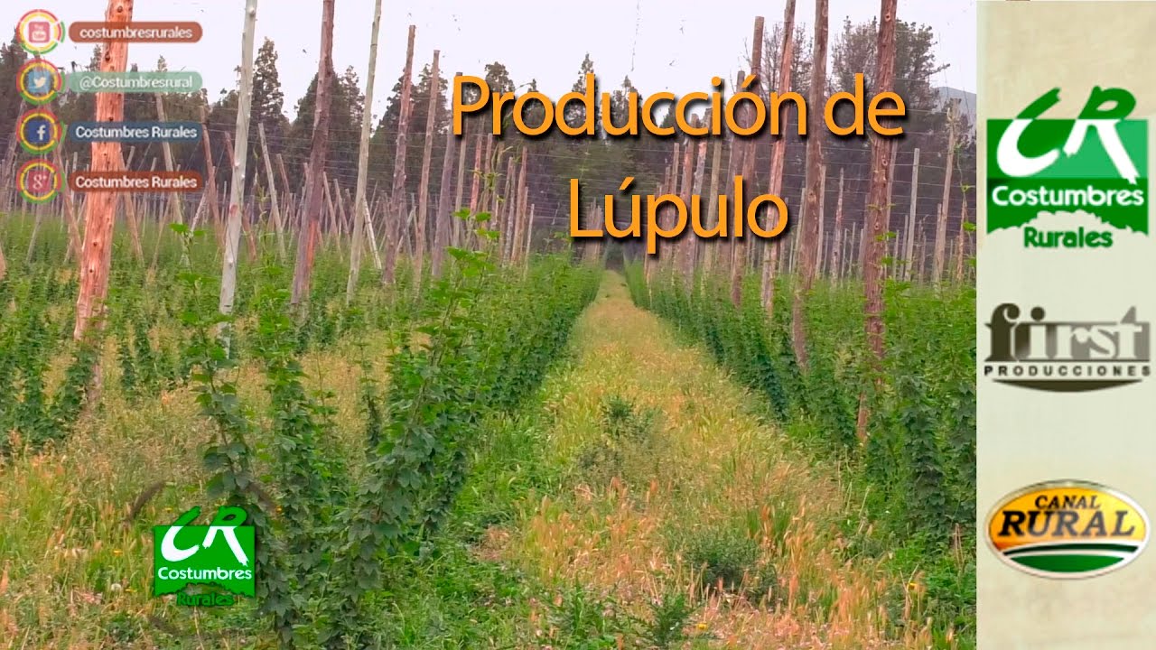 Producción de Lúpulo en El Bolsón - Costumbres Rurales