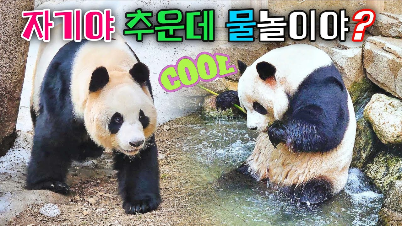 아여사님 눈밭에서 걷는것도 좋지만 여기 계곡에서 물놀이 같이 하면 어떼요 26.02.23
