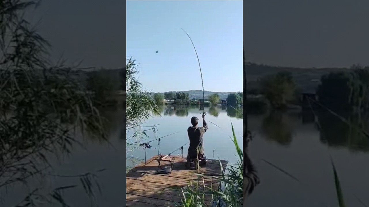 Feeder #romania #romania #carp #feeder #feeder #fish #fishing  #prahova #method #style #feedshorts