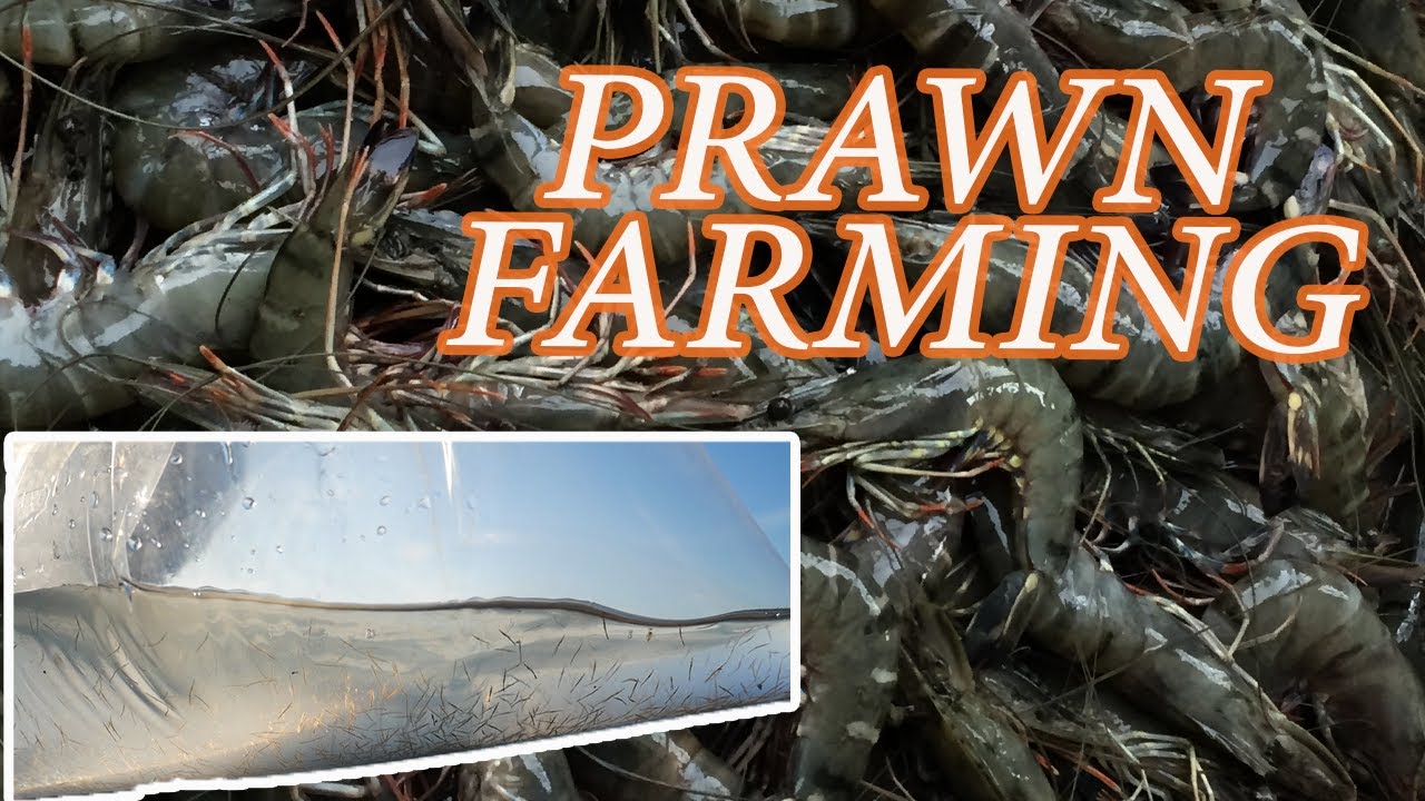 How To Farm Prawn | Paano Mag Alaga ng Sugpo