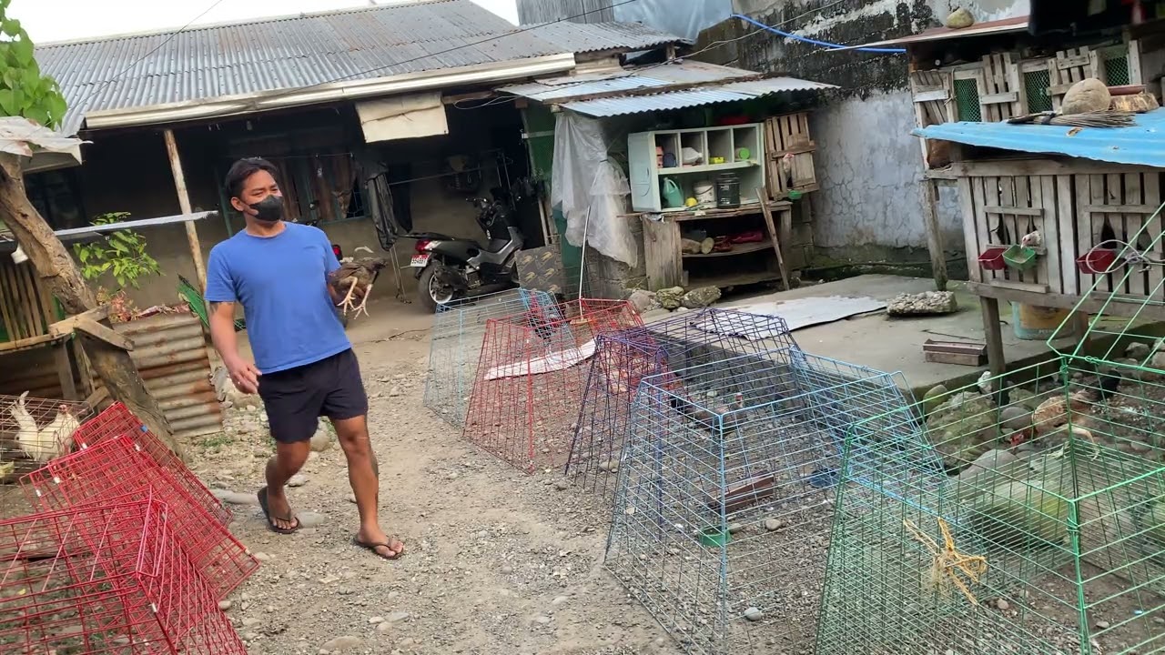 Part 01_ A day in my life as a Breeder of Gamefowls