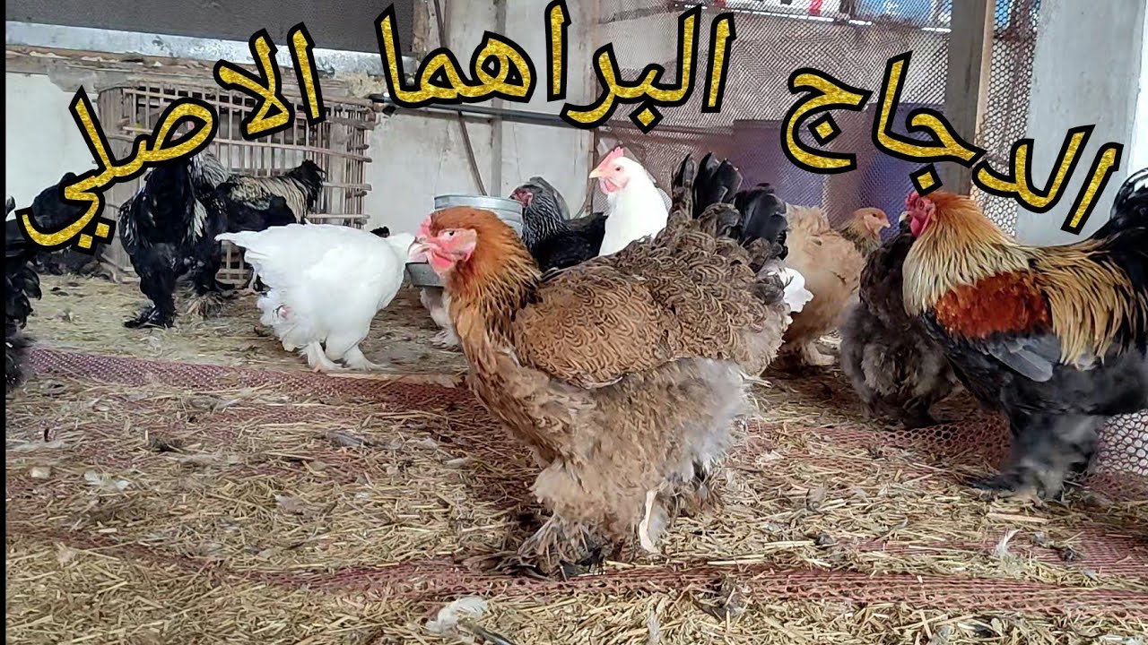 اسعار الدجاج البراهما الاصلي في مصر والوطن العربي