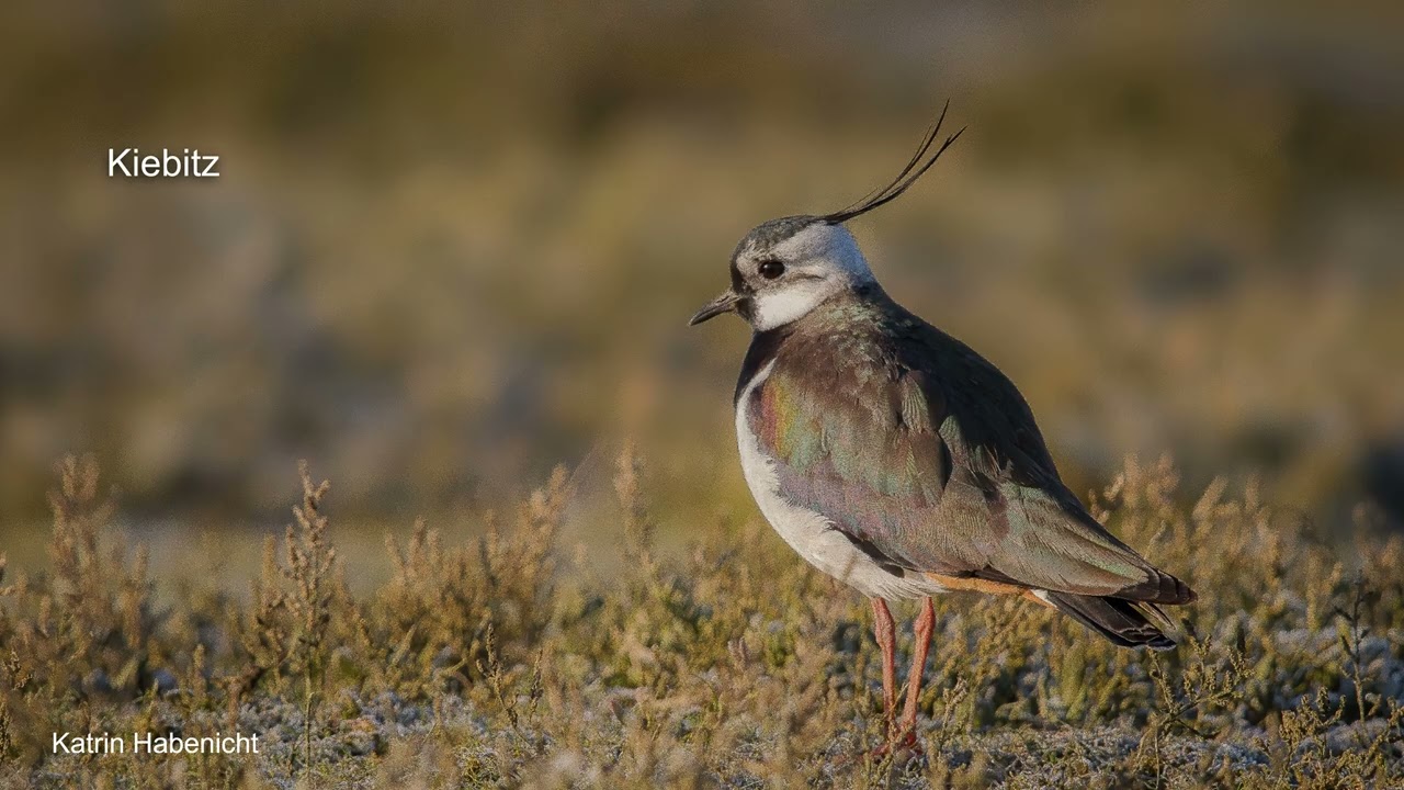 Natura 2000 schützt unsere Natur-Highlights - Kein Audio (2025)