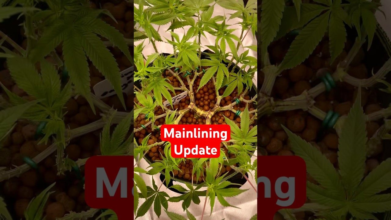 Mainlining Update🌴 #mainlining #grow #indoor #weezy #lst #training #farming #growing