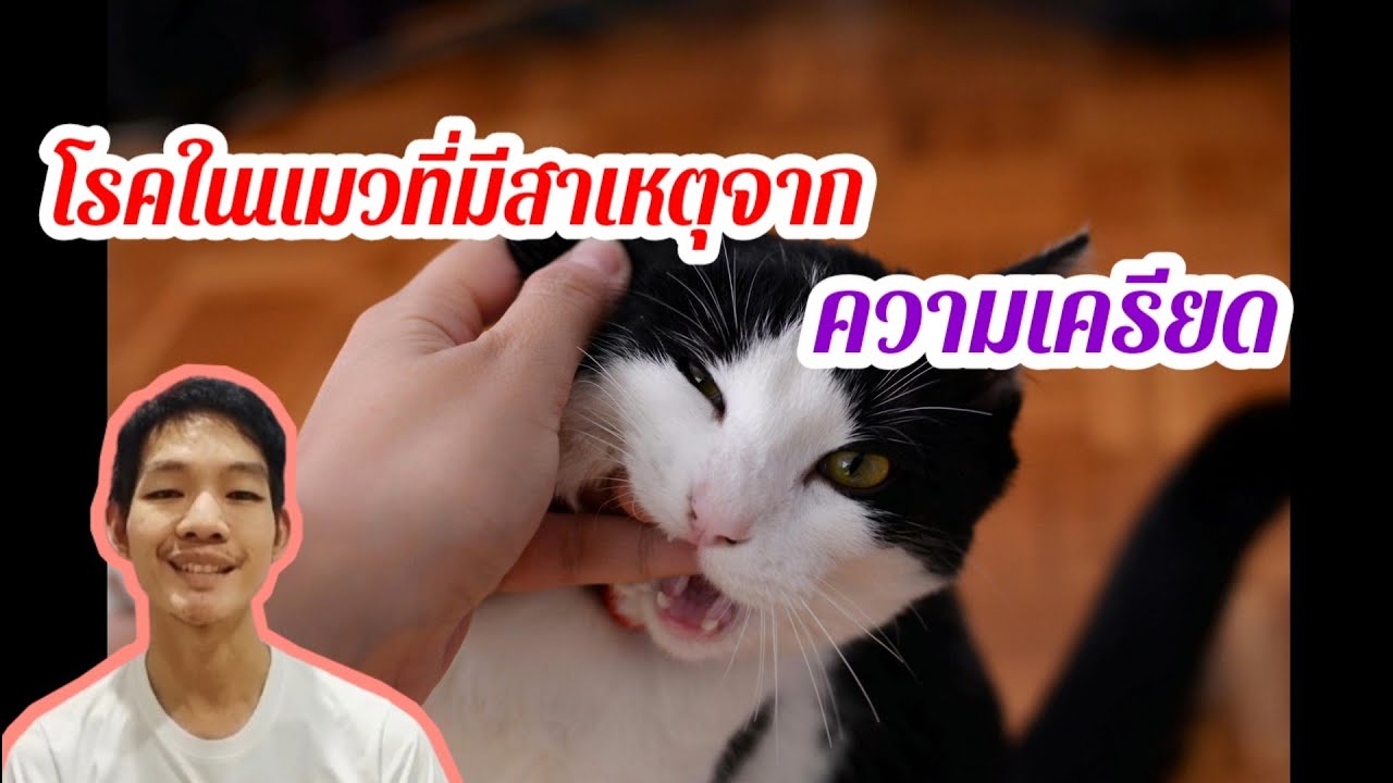 โรคในแมวที่มีสาเหตุจากความเครียด@หมอดี๊ด๊า