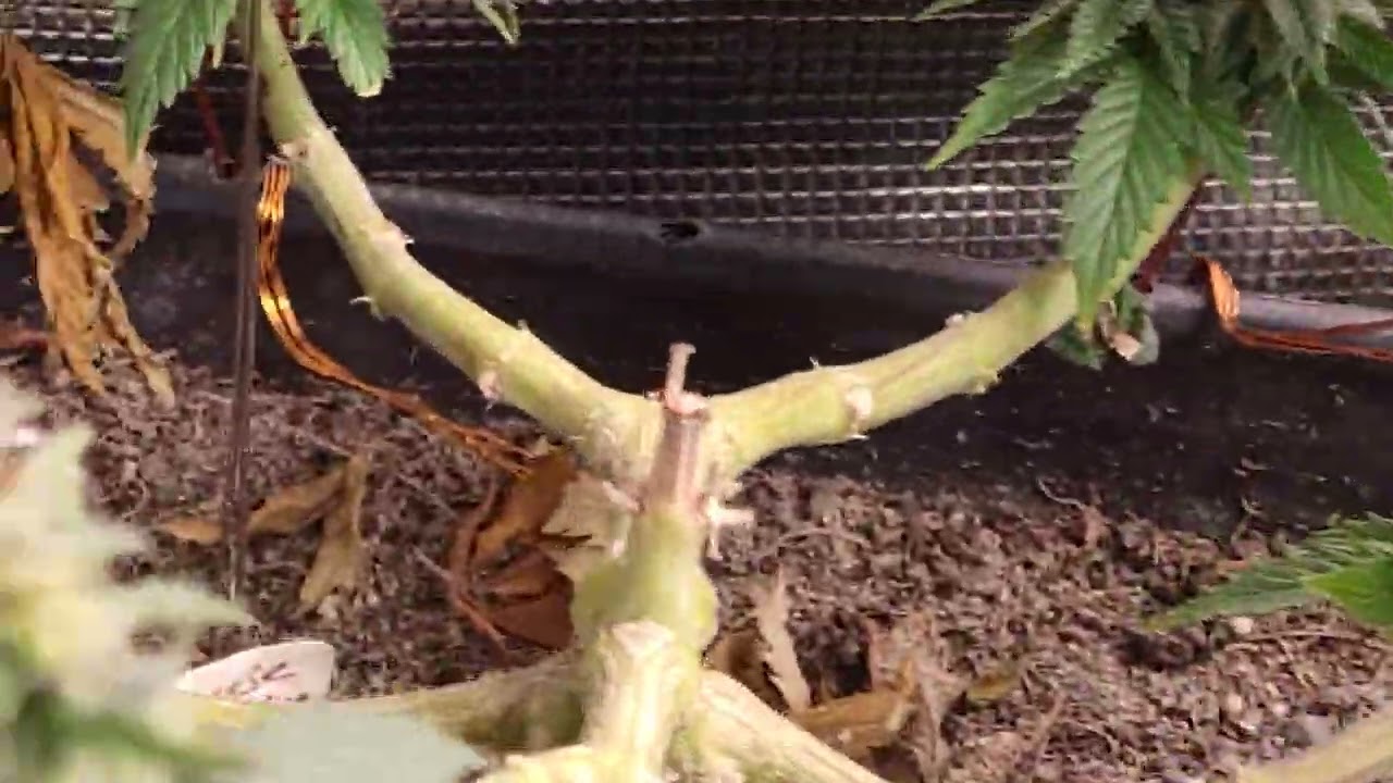 pot of gold week 9 flower, biscotti mintz week 6 flower, critical mass week 2, jack herer male w1