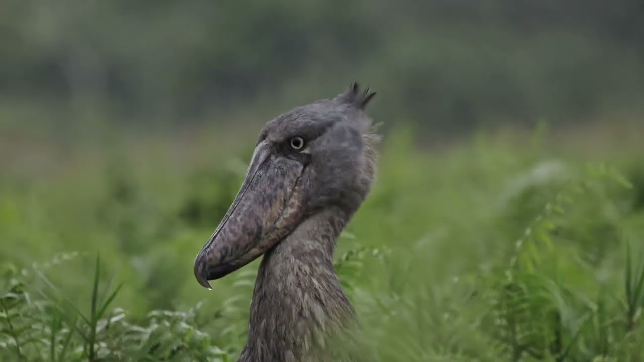 Nsavi Safaris - Best of Uganda: A Visual Journey