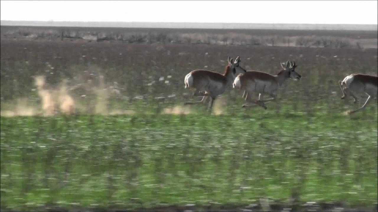 Pronghorn Antelopes Running at Full Speed