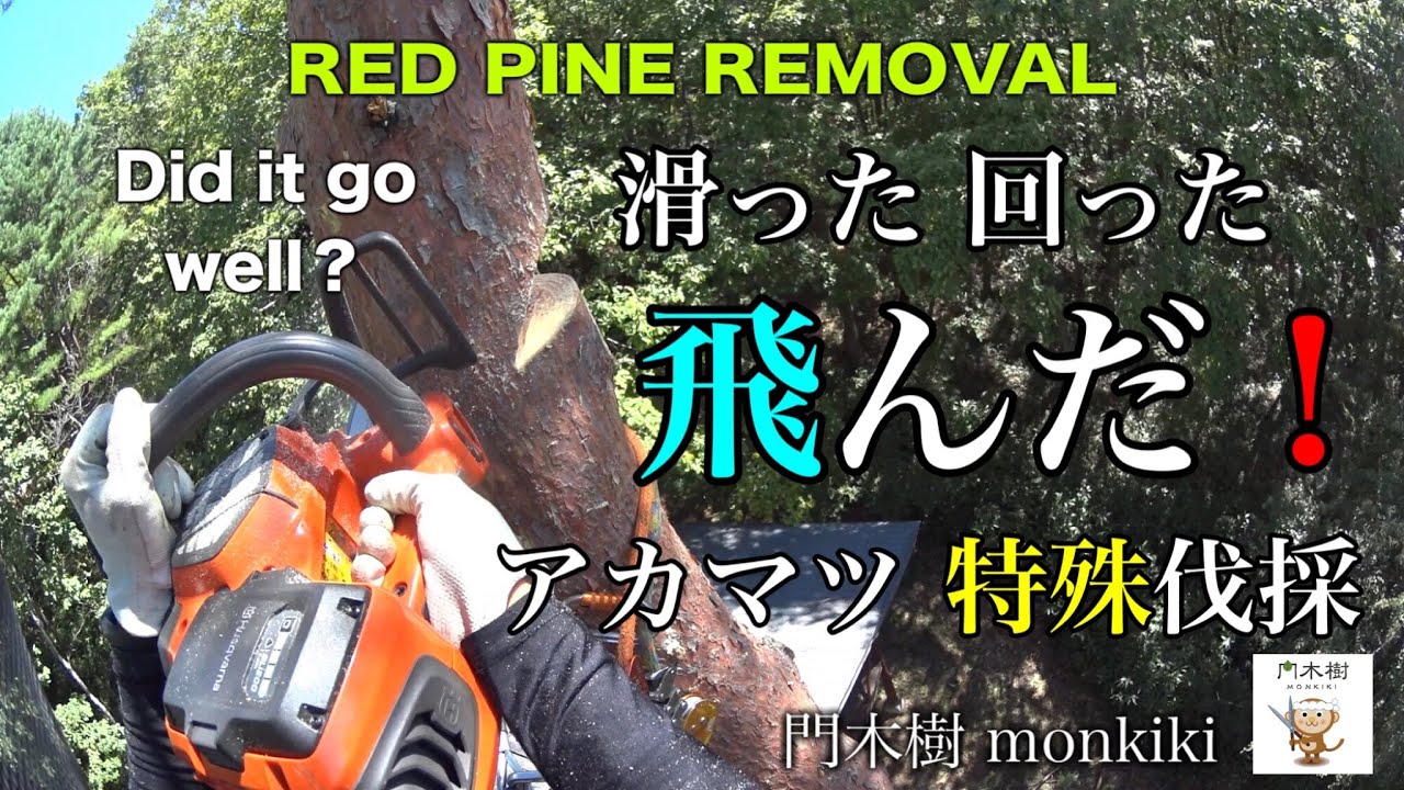 滑った 回った 飛んだ！ アカマツ【特殊伐採】Red pine removal
