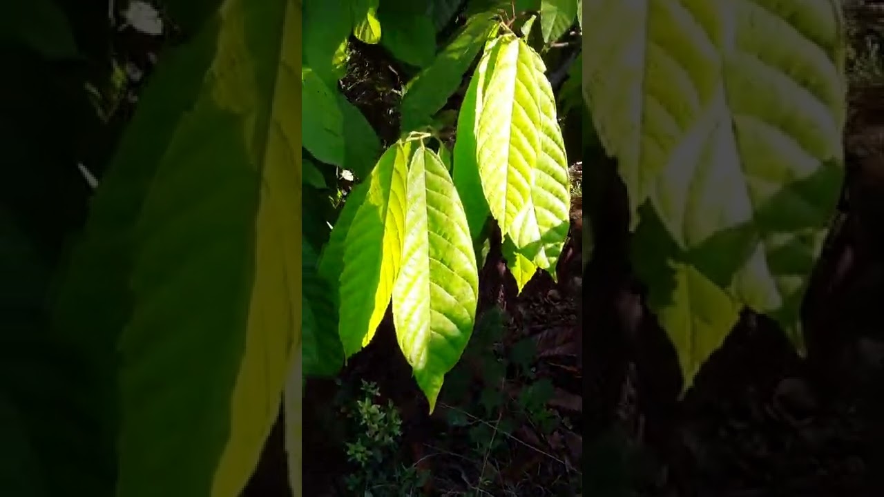 Finca de Cacao, Campo 11+12   2021/12