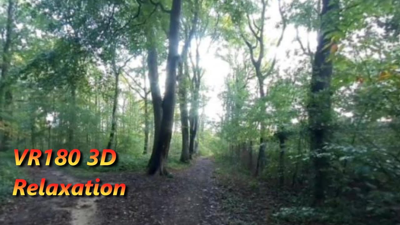 vr180 3d   2023   nature   la for&ecirc;t au jour le jour    24 octobre   insta360 evo