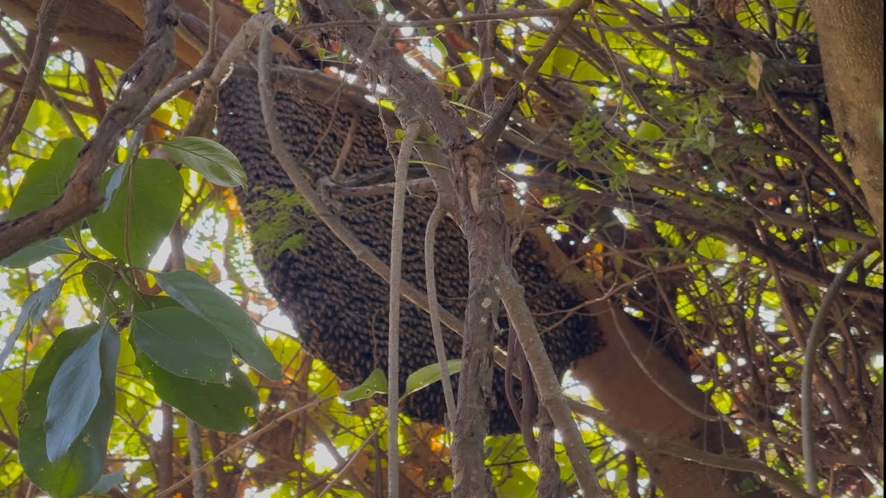 เจอแต่ผึ้งขวางตะวันรังนี้จะถูกต่อยอีกไหม