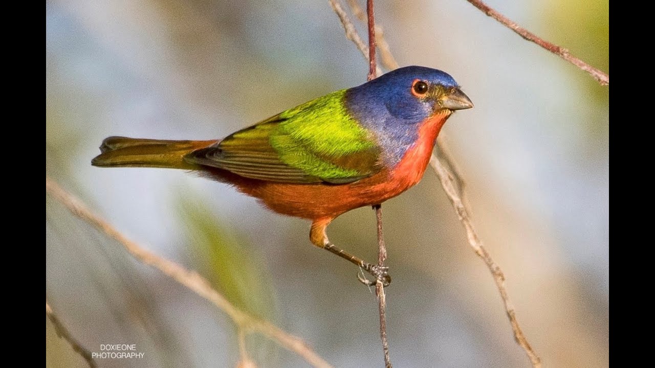 North Shore Birding Festival – Dec 11–15, 2025 Video 1