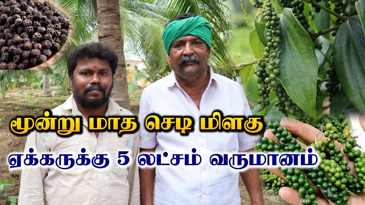 மூன்று மாத செடி மிளகு | சமவெளியில் சாத்தியமான செடி மிளகு | Black Pepper Cultivation