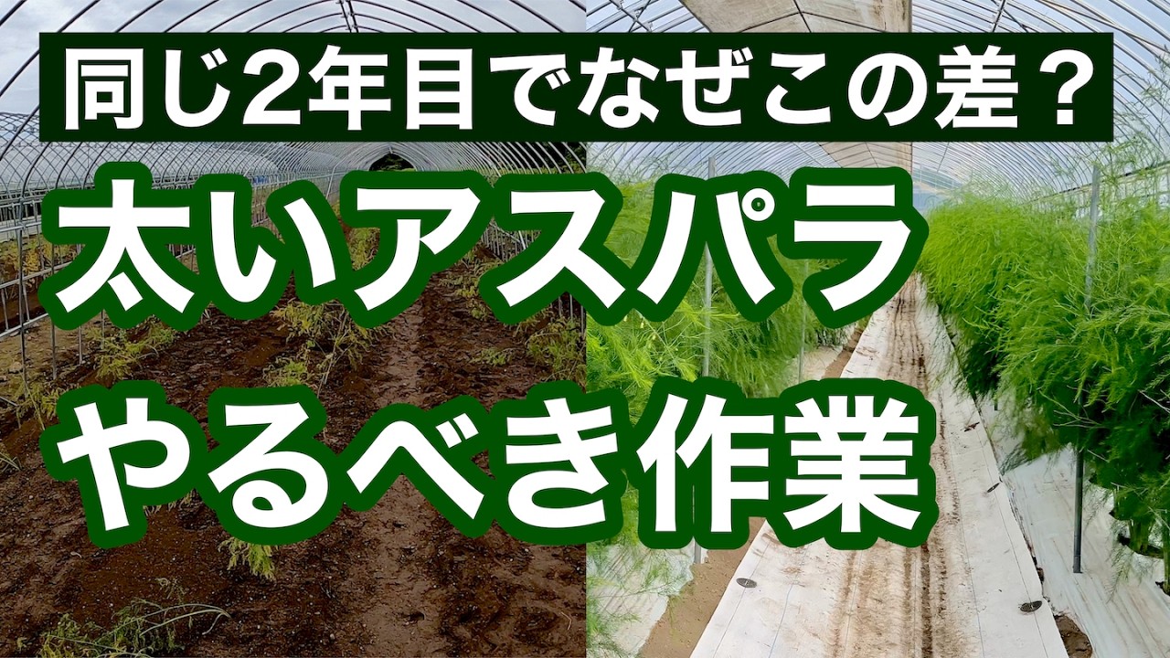 【種からのアスパラガス栽培】初心者必見！前回の反省から超絶向上した2年目栽培のポイントを全て公開！
