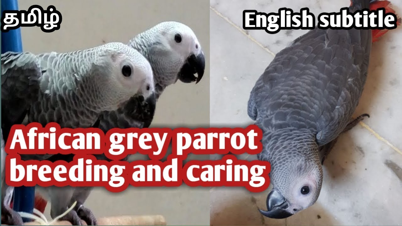 African grey parrot care and breeding tips in tamil || english subtitle