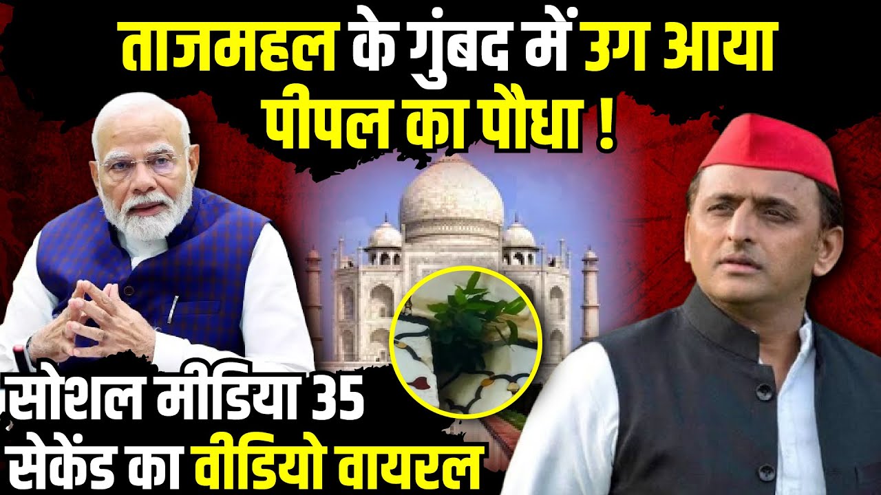 ताजमहल के गुंबद में उग आया पीपल का पौधा ! | Taj Mahal Dome Cracks | The Rajneeti | Agra News