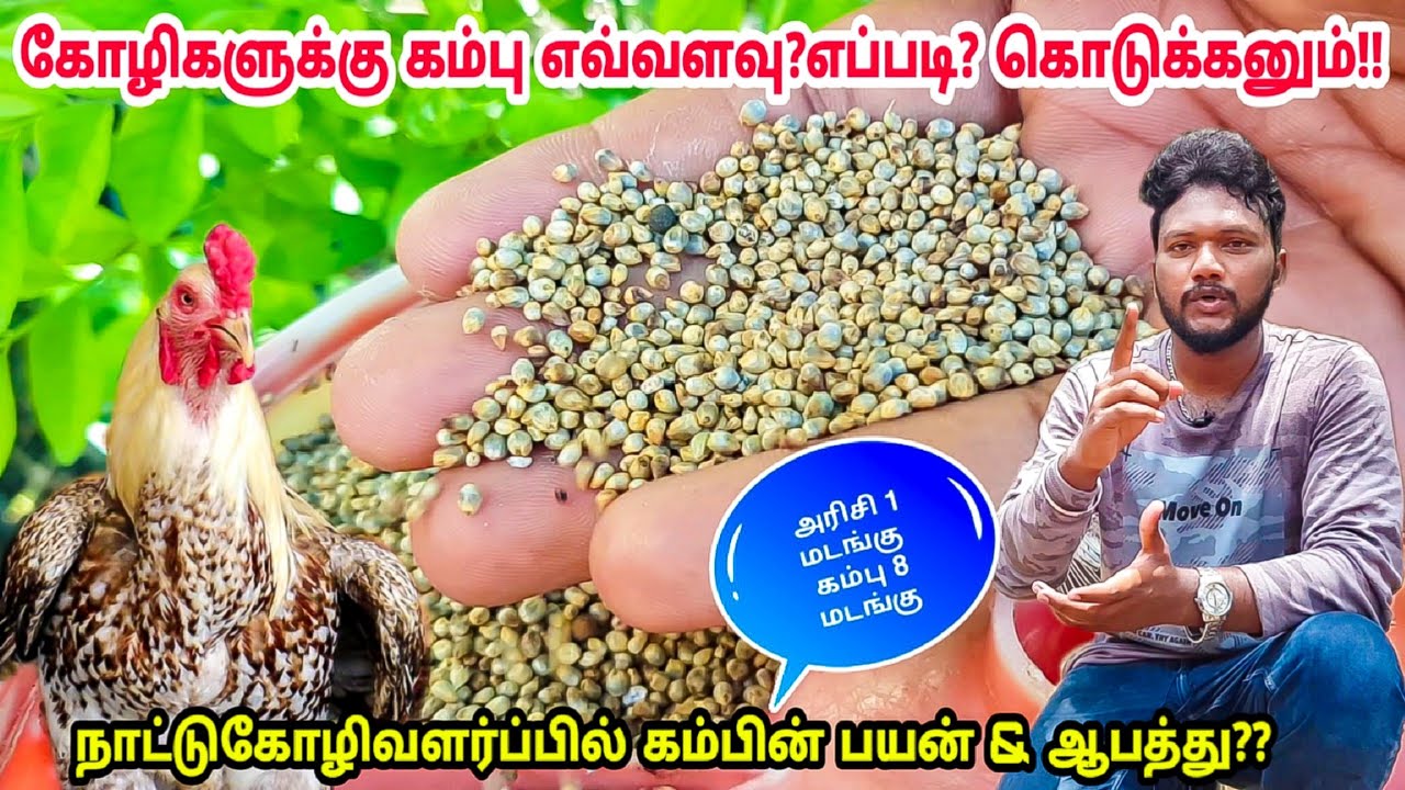 கம்பு கோழிகளுக்கு ஊறவச்சு கொடுத்தால் ஆபத்து!! A To Z தகவல்கள்! கம்பின் மகத்தான பயனும் அதன் விளைவும்|