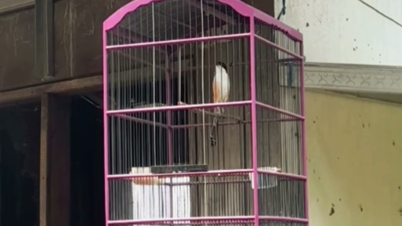 FUL TEMBAKAN GREJA DAN KUNTILANAK BOLO #cendetgacor #bodbodpentet #ternakcendet #burung #masteran 
