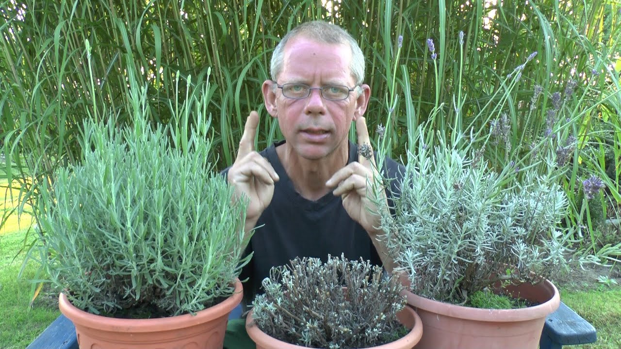 Lavendula schneiden im August Lavendel Rückschnitt