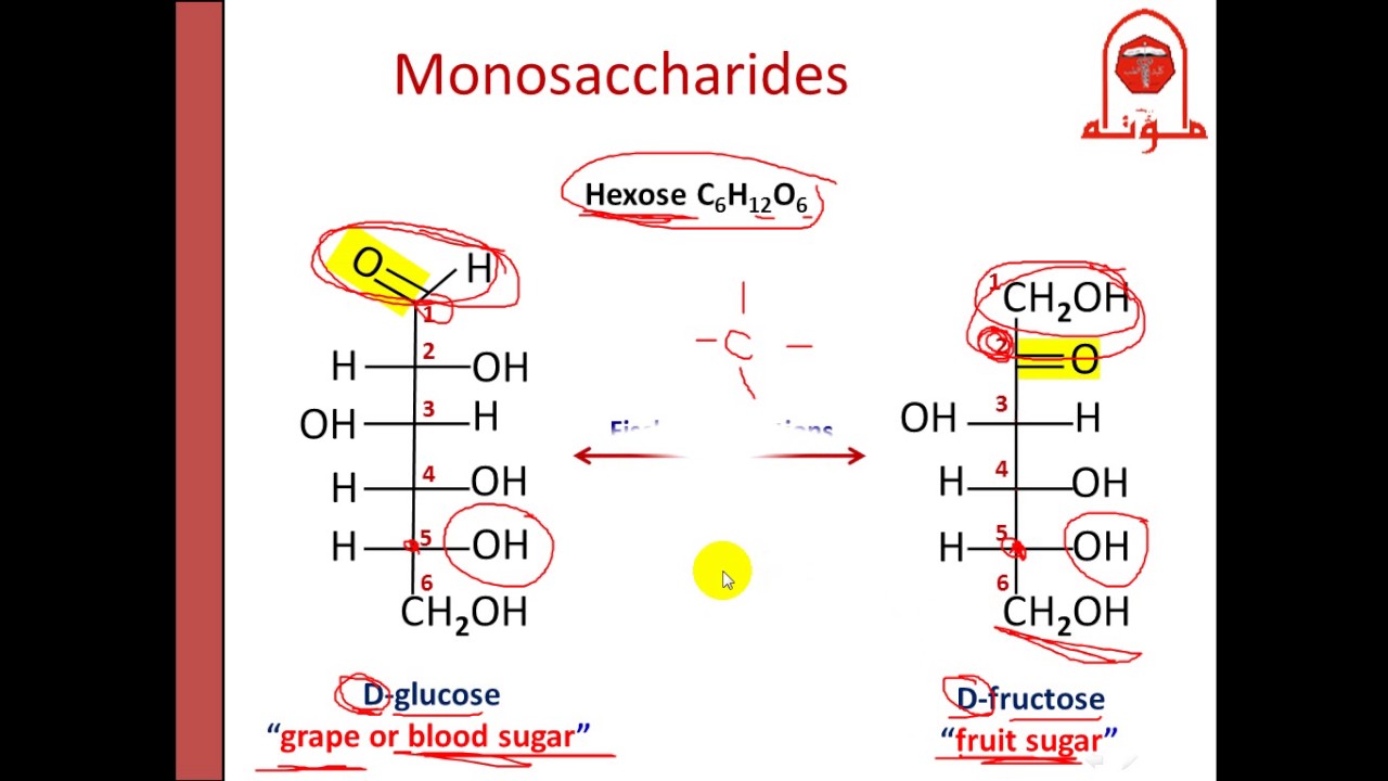 Biochem (Second) - dr. Nisreen -- Carbohydrate (1) الجزء الأول